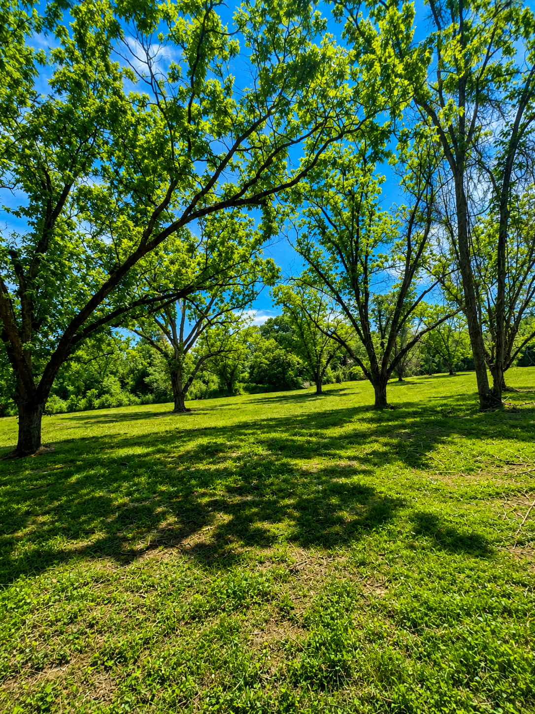 Lush green Georgia pasture and trees